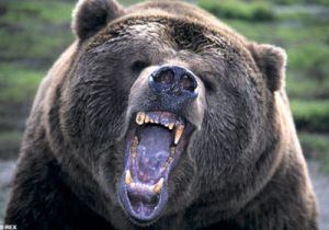 bear image